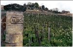 Saint-Émilion Vineyard